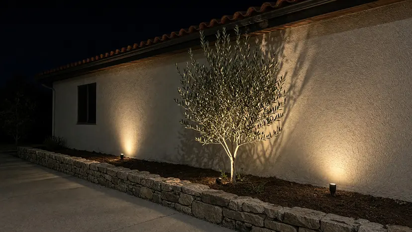 Warm uplights graze a stucco wall and light a young olive tree in a low stone planter beside a concrete path at night.