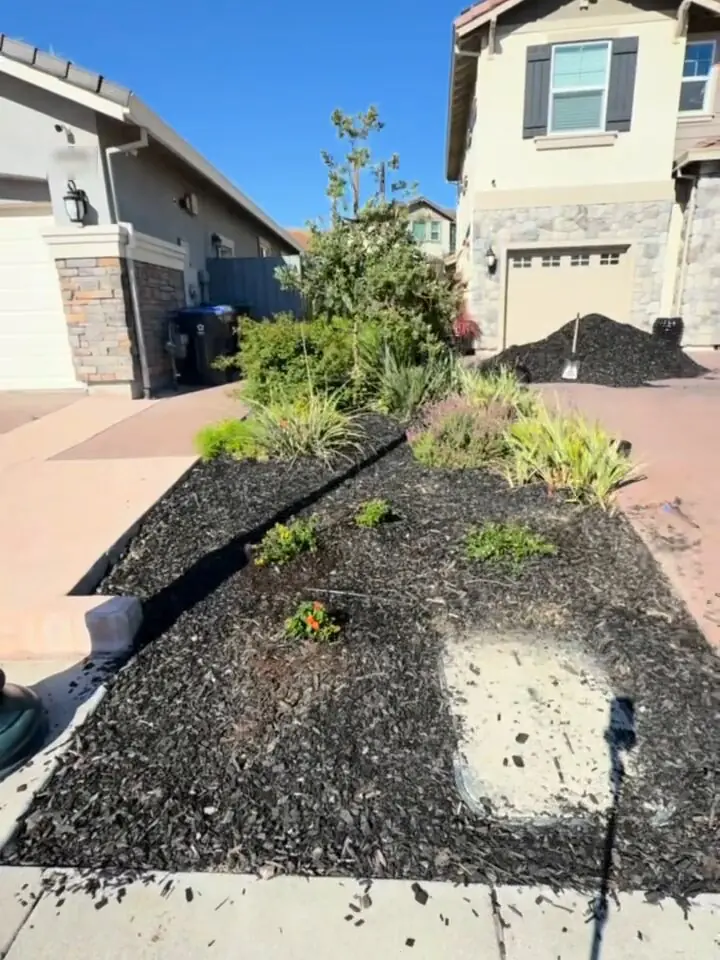 Finished front-yard bed with new plants set into dark mulch beside a driveway