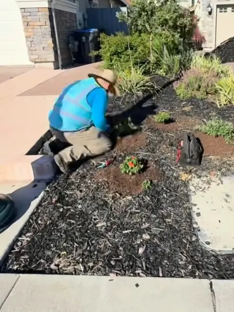 Crew member kneeling in a mulched bed to set a new plant into a freshly dug hole