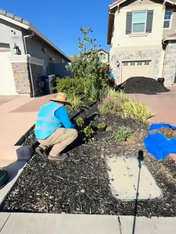 Crew member crouching to set new flowering plants into a mulched front-yard bed beside a driveway