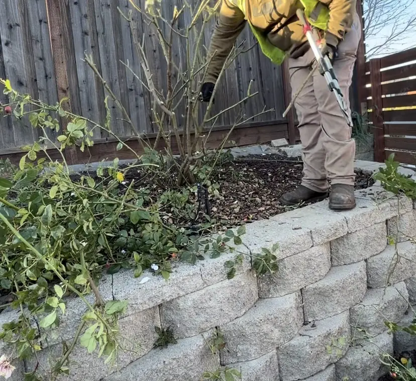 Crew member in hi-vis and ear protection pruning bare-cane shrubs with loppers in a raised bed behind a block retaining wall