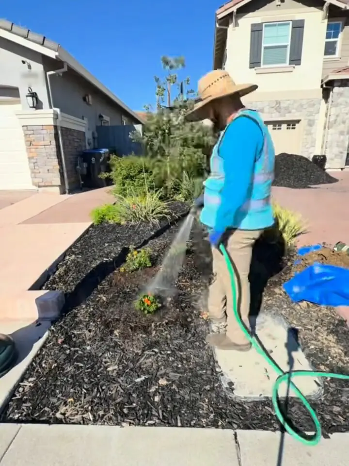 Crew member in a straw hat watering in newly set plants with a hose in a mulched front-yard bed beside a driveway