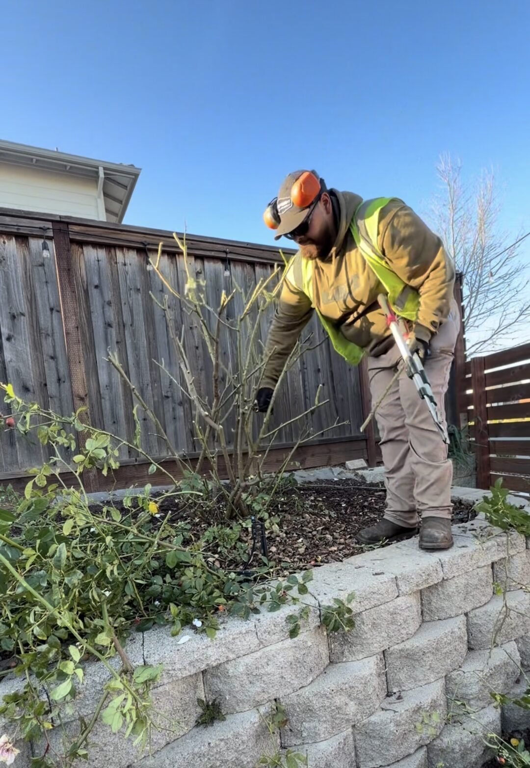 Winter pruning of rose bushes during seasonal property cleanup in Napa CA