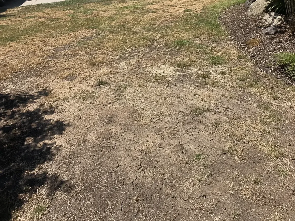 Dry compacted cracking residential lawn with brown patches and soil cracks in California summer