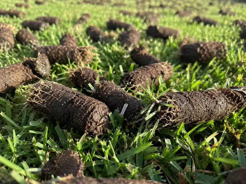 Close-up of cylindrical soil cores extracted by lawn aerator lying on green grass shallow depth of field