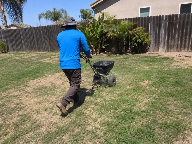 Seed spreader being pushed across a patchy residential lawn for overseeding in golden California afternoon light