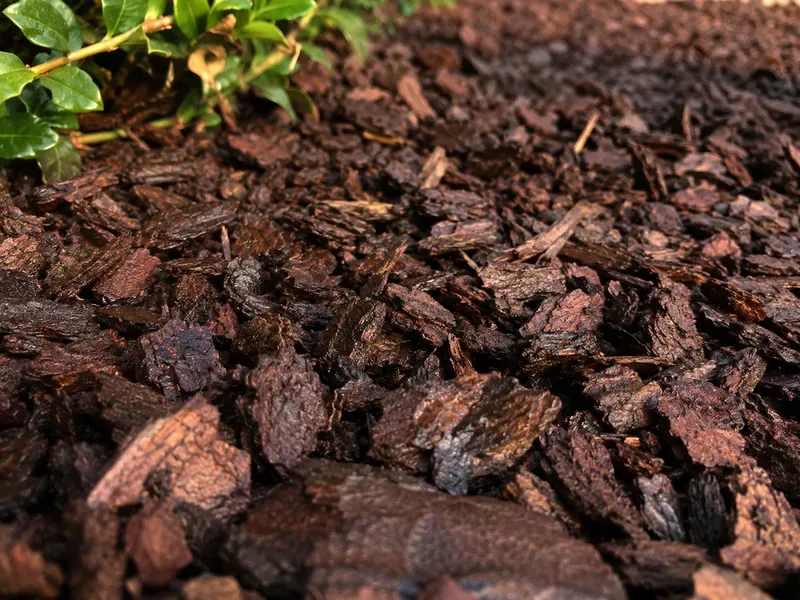 Close-up texture shot of rich dark brown bark mulch slightly moist in a residential garden California